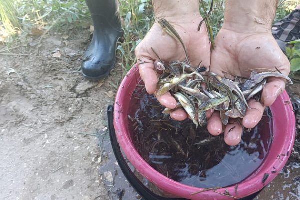 Молодь ценных пород рыб пополнила водоемы Волгоградской области