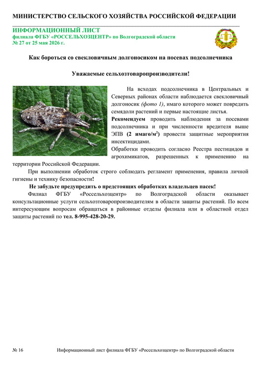 Как бороться со свекловичным долгоносиком на посевах подсолнечника