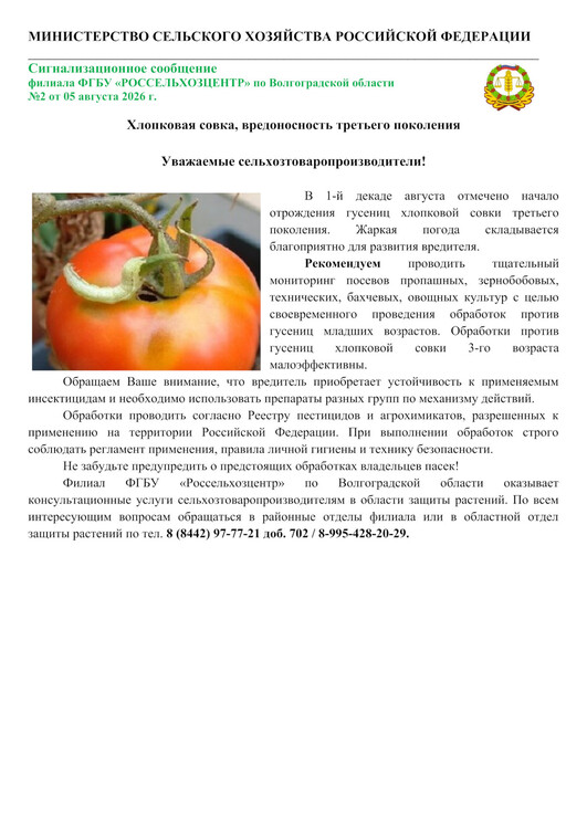 Хлопковая совка, вредоносность третьего поколения